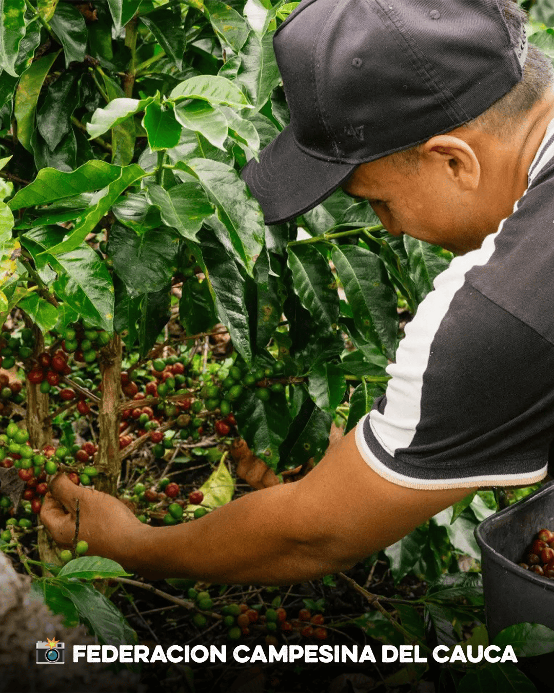Colombia Cauca - Image 4