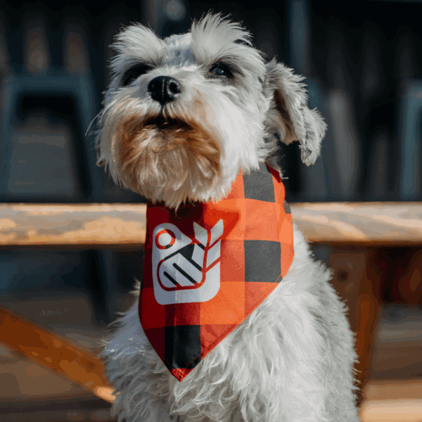 Dog Bandana